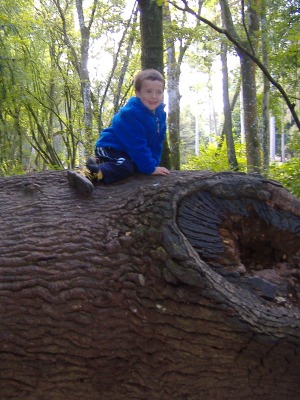 Fallen tree