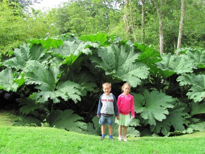 Giant rhubarb