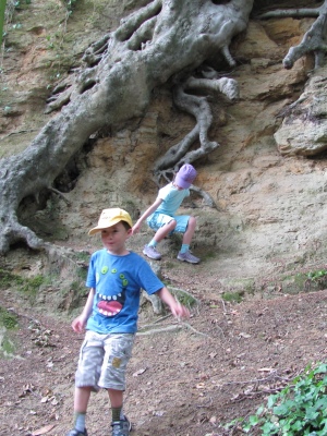 Down among the tree roots