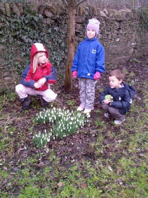 Snowdrops