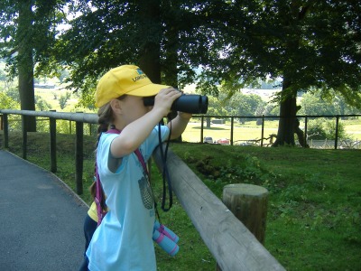 Wallaby watching